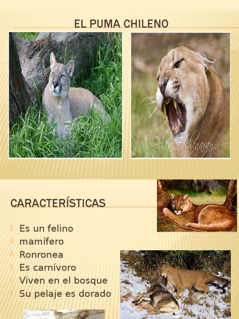 la puma caracteristicas