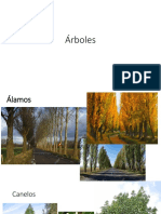 arboles.pptx