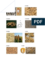Los Cereales PDF