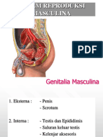Tugas Sistem Reproduksi Pria