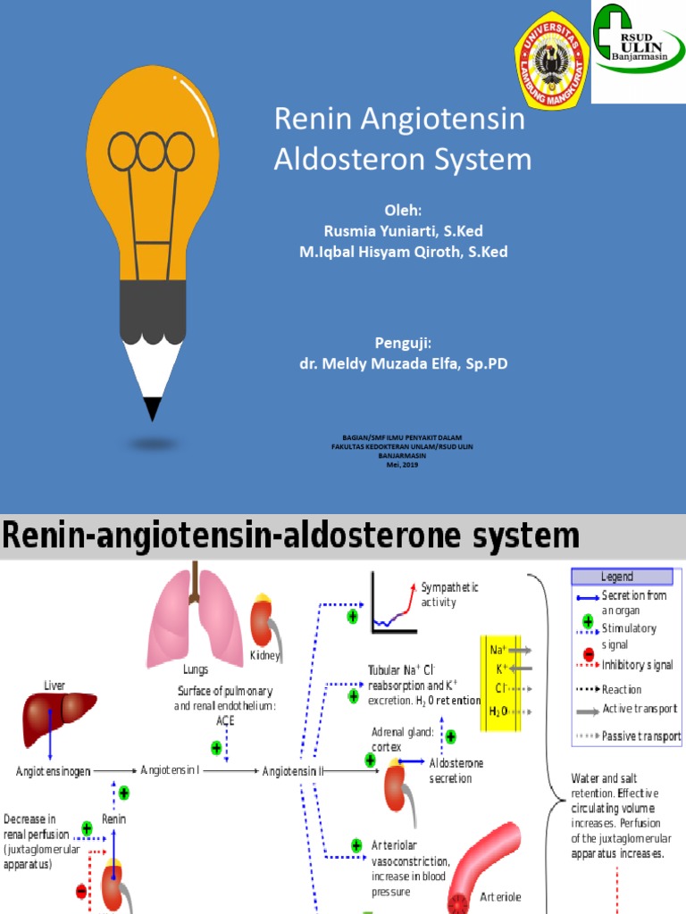 Sistem Renin Angiotensin Aldosteron | PDF | Sains & Matematika