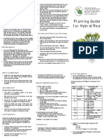 Planting Guide For Hybrid Rice