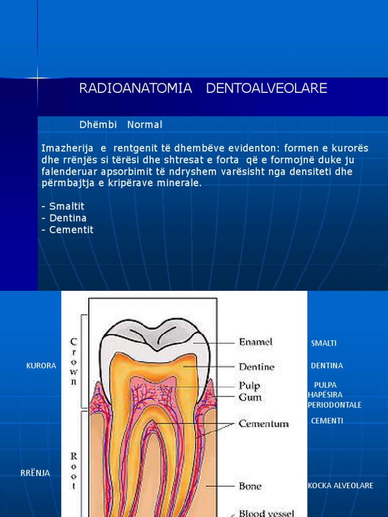 Anatomia Normale e Dhembeve Radiologjike 1 | PDF