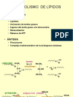 Metabolismo Lipidos