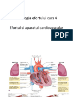 Fiziologia Efortului Curs 4 Cardiovascular