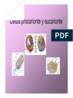 Células Procarionte y Eucarionte