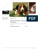 Perro Triste - Buscar Con Google