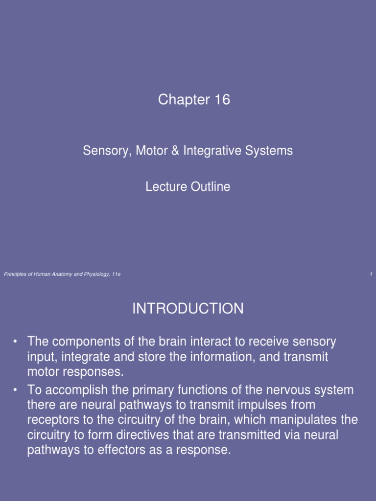 Sensory and Motor Systems | PDF | Somatosensory System | Stimulus ...
