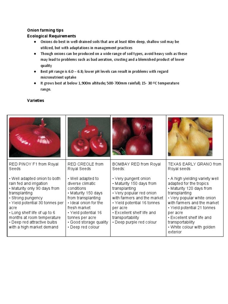 Onion Farming PDF Onion Leaf