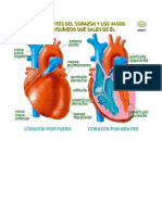 CIENCIAS sistema circulatorio