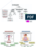Sistema Circulatorio