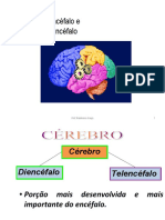 Diencéfalo e Telencéfalo principais divisões