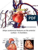 Anatomi Organ Vital