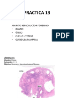 Aparato Reproductor Femenino (Práctica 13)
