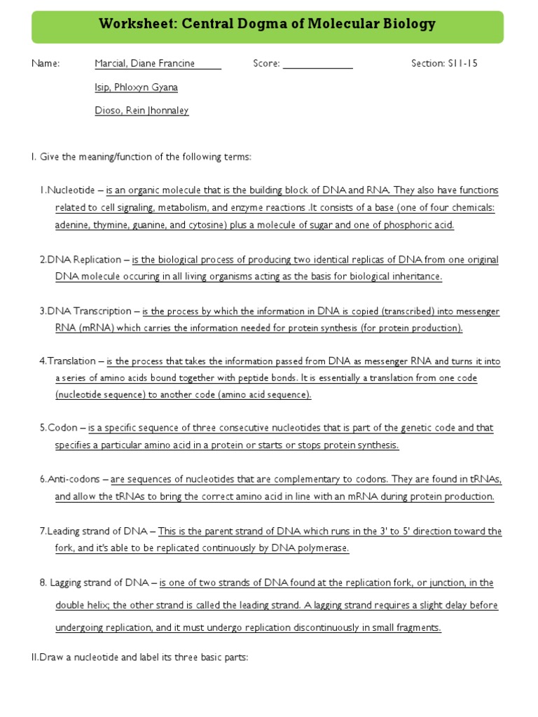 Worksheet Central Dogma PDF Dna Rna