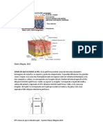 Proceso curtido cuero dividido etapas