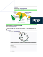 Ciclo de Vida de Las Angiospermas y Morfología de La Flor: para Otros Usos de Este Término, Véase