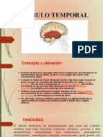 Lobulo Temporal