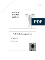 Živčani Sustav - Podjela PDF