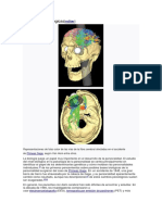 Teorías biopsicológicas