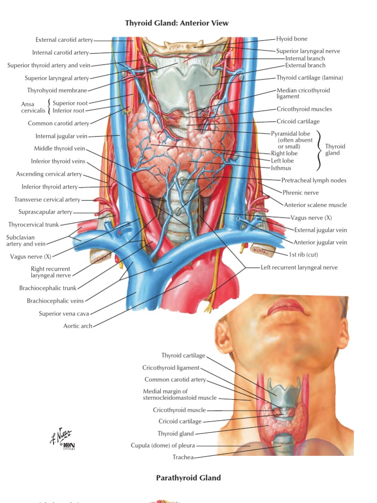 Thyroidectomy Common Carotid Artery Neck