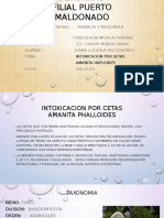 Amanita PDF