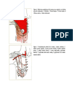 Imagenes Anatomia