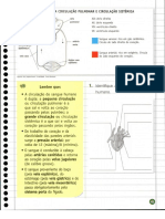 Atividade Sistema Circulatorio