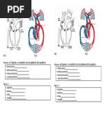 Parte 2 s Circulatorio Teste Fig 1 Fig 2