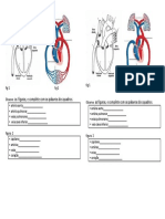 Parte 2 S Circulatorio Teste Fig 1 Fig 2