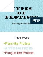 Types of Protists Notes