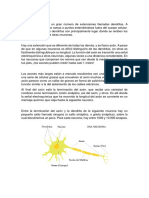 Teoria de Las Neuronas