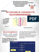 Gluconeogenesis, Tema 19