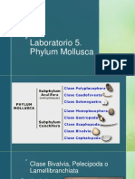 Morfología y sistemática de moluscos