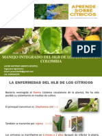 Manejo del HLB de los cítricos en Colombia