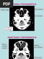 anatomia