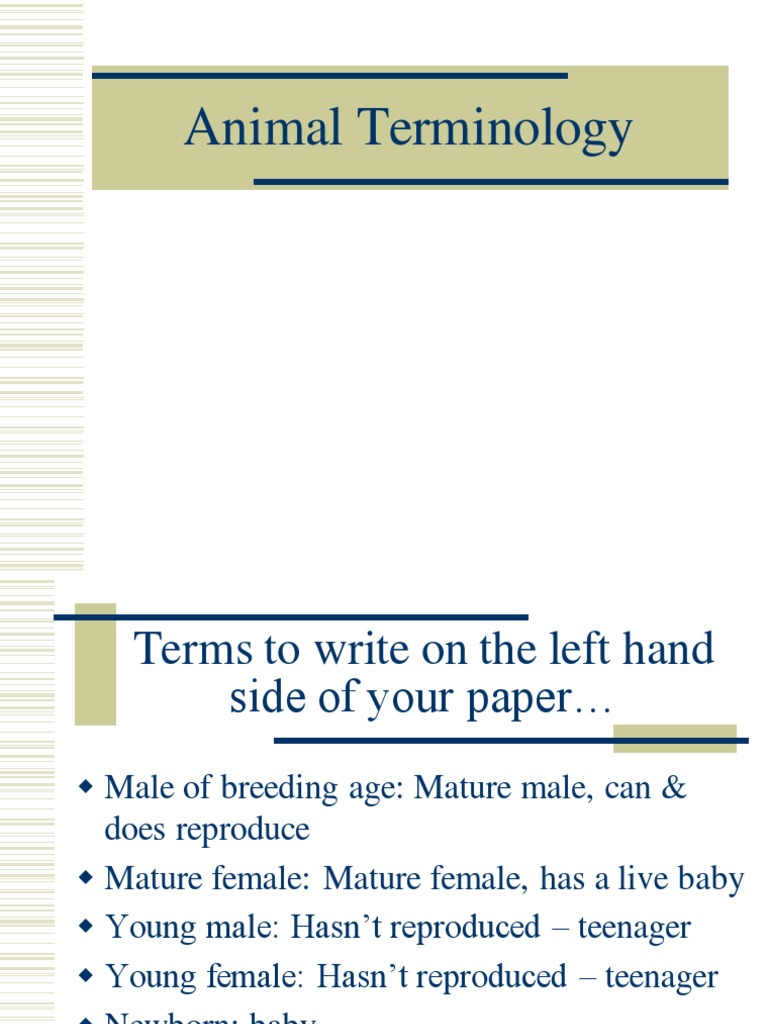 Animal Terminology PDF Business