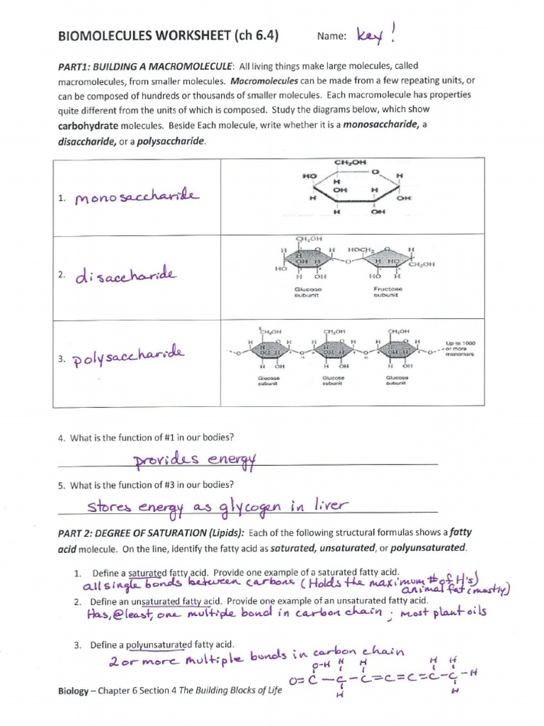 Biomolecules PKT Key - Worksheet PDF  PDF Intended For Biological Molecules Worksheet Answers