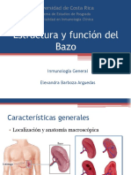 Estructura y Función Del Bazo