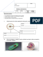 CN Prueba Celula Adaptación