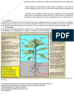 La germinación es hipógea con la particularidad de que sus cotiledones no salen a la superficie debido a que el hipocótilo no se alarga.docx