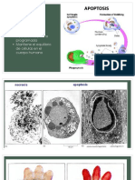 Apoptosis