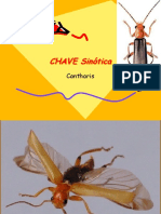 Cantharis (2006)