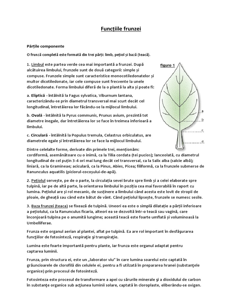 Eseu | PDF