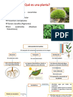 Circulacion en Plantas No Vasculares