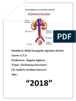 Sistema Excretor (Exposicion)