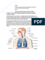 El Sistema Respiratorio Humano