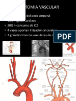 Anatomia Vascular Cerebral