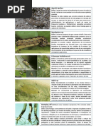 Plagas y Enfermedades Espinaca