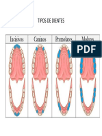 Figura de Los Tipos de Dientes